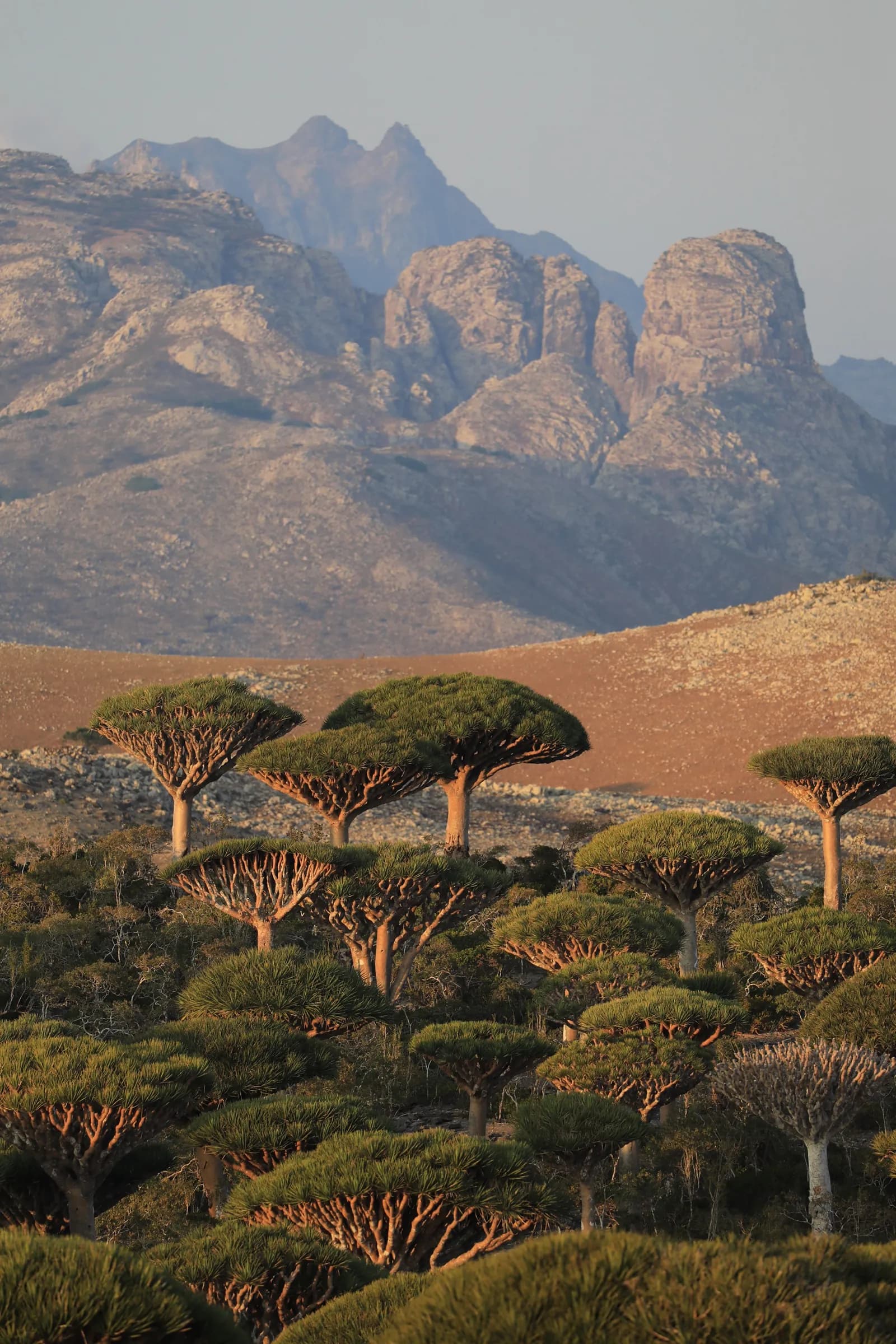 Dragon's blood trees on the Firmihin plateau with the Haggier mountains behind